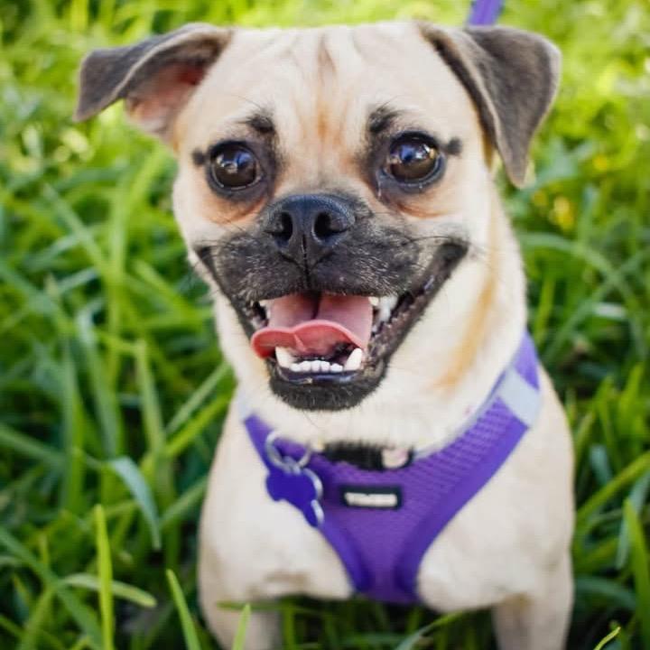 Enlarge Cheech, a Adoptable mixed breed in Allen, TX image 6/6