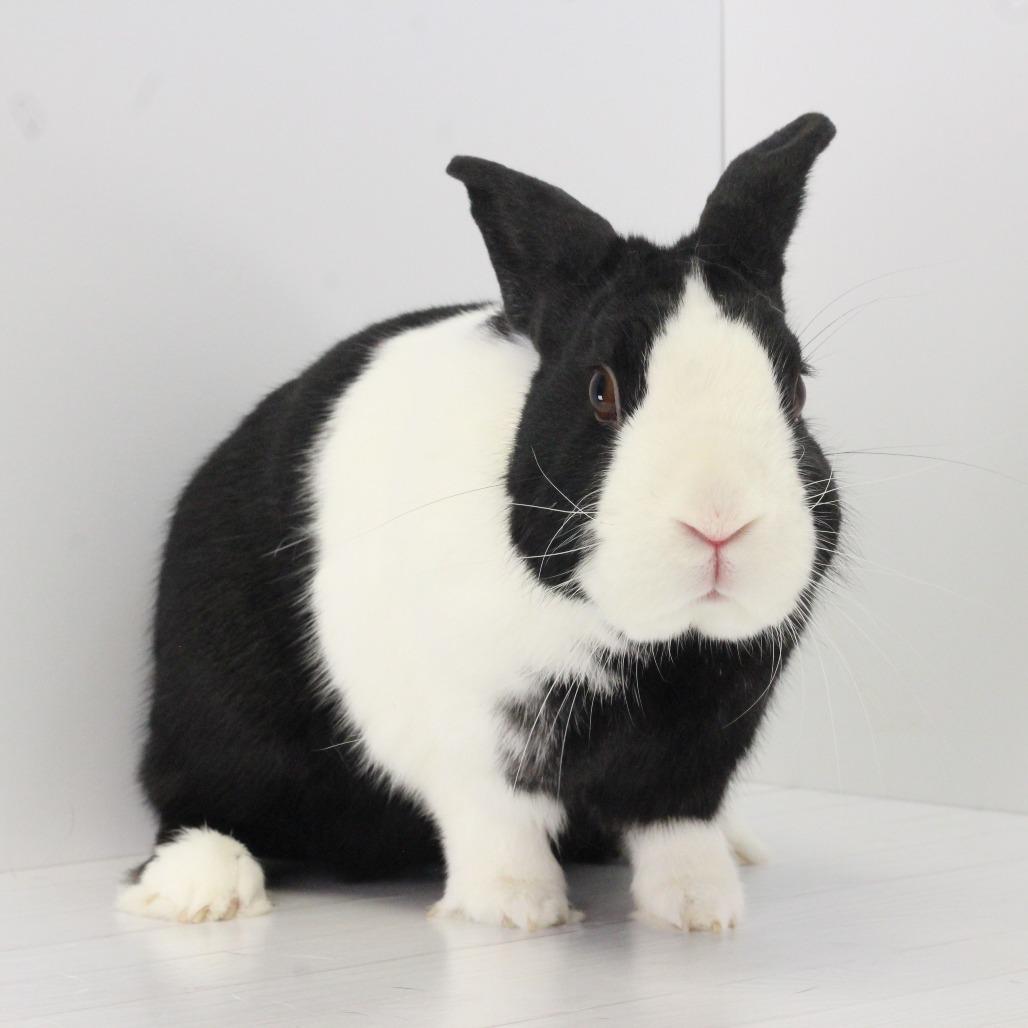 Fufu, Adoptable, Adult Female Dutch.