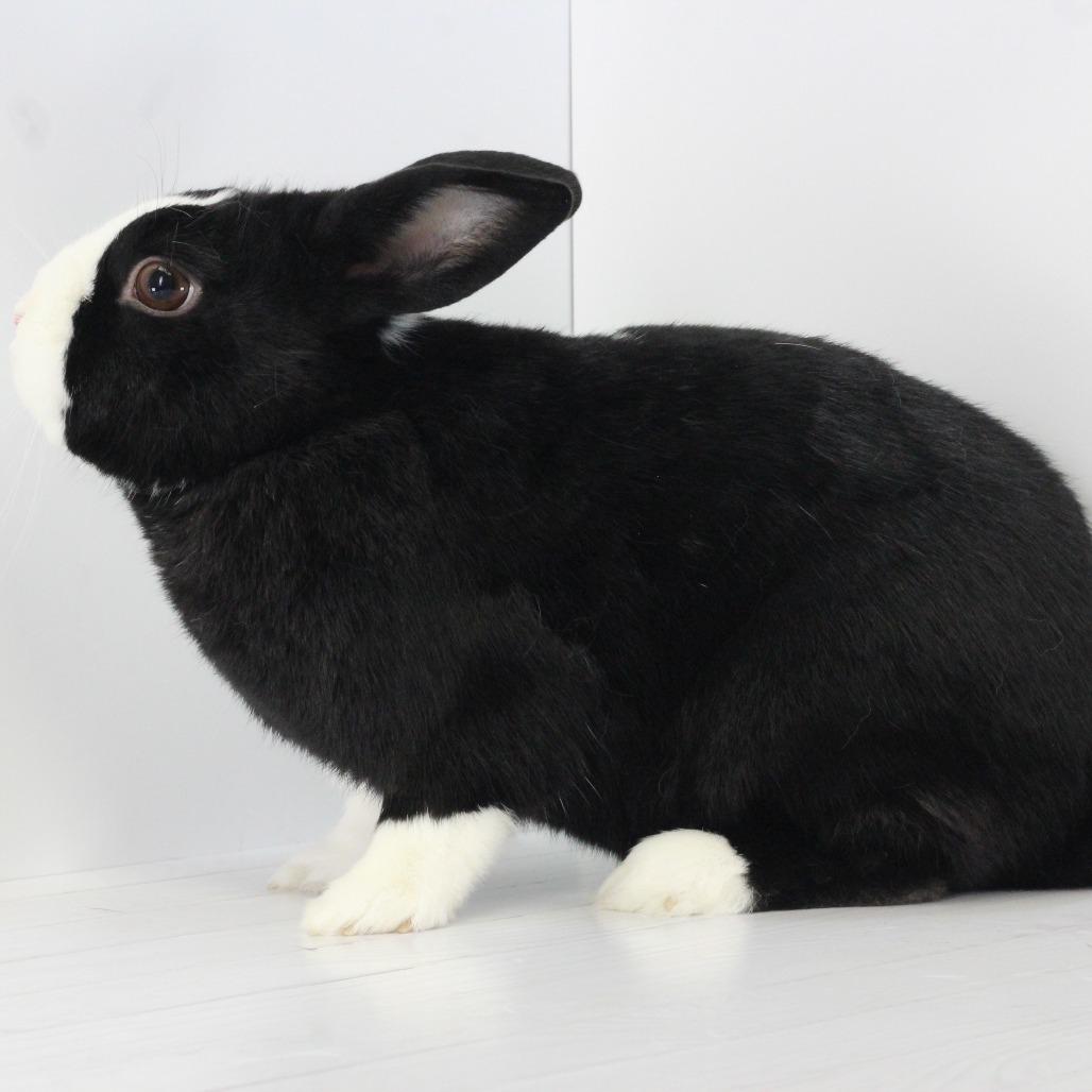 Enlarge Fufu, a Adoptable Dutch in Dayton, OH image 2/6