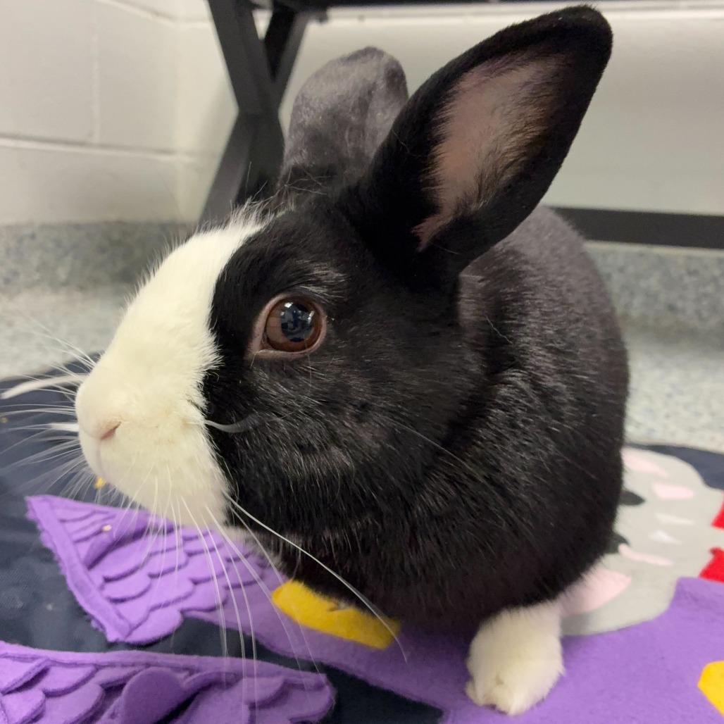 Enlarge Fufu, a Adoptable Dutch in Dayton, OH image 3/6