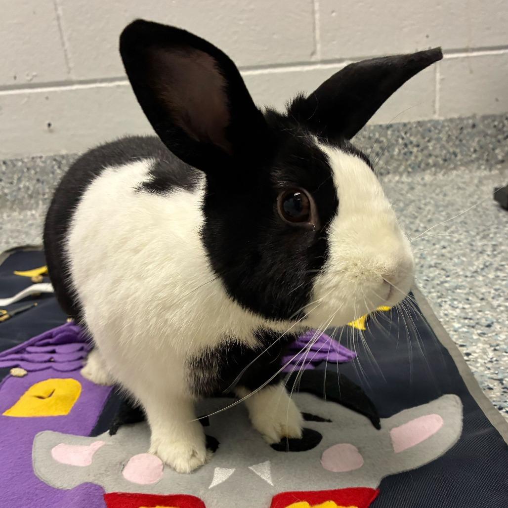 Enlarge Fufu, a Adoptable Dutch in Dayton, OH image 4/6