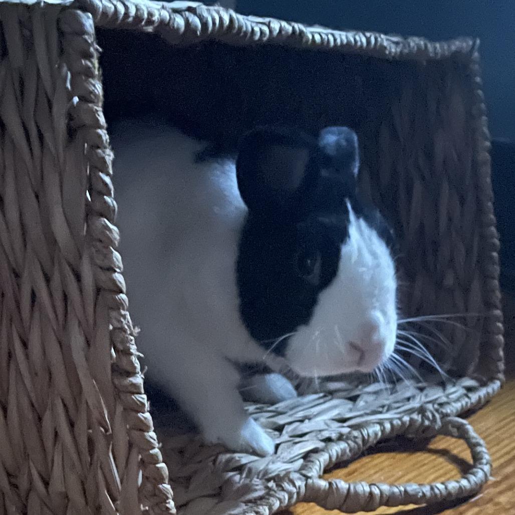 Enlarge Fufu, a Adoptable Dutch in Dayton, OH image 5/6