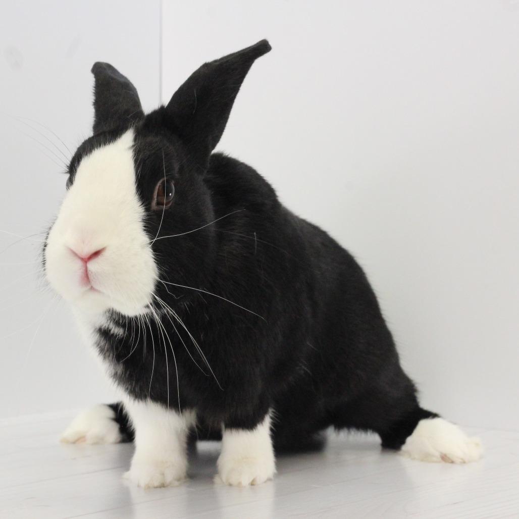 Enlarge Fufu, a Adoptable Dutch in Dayton, OH image 6/6