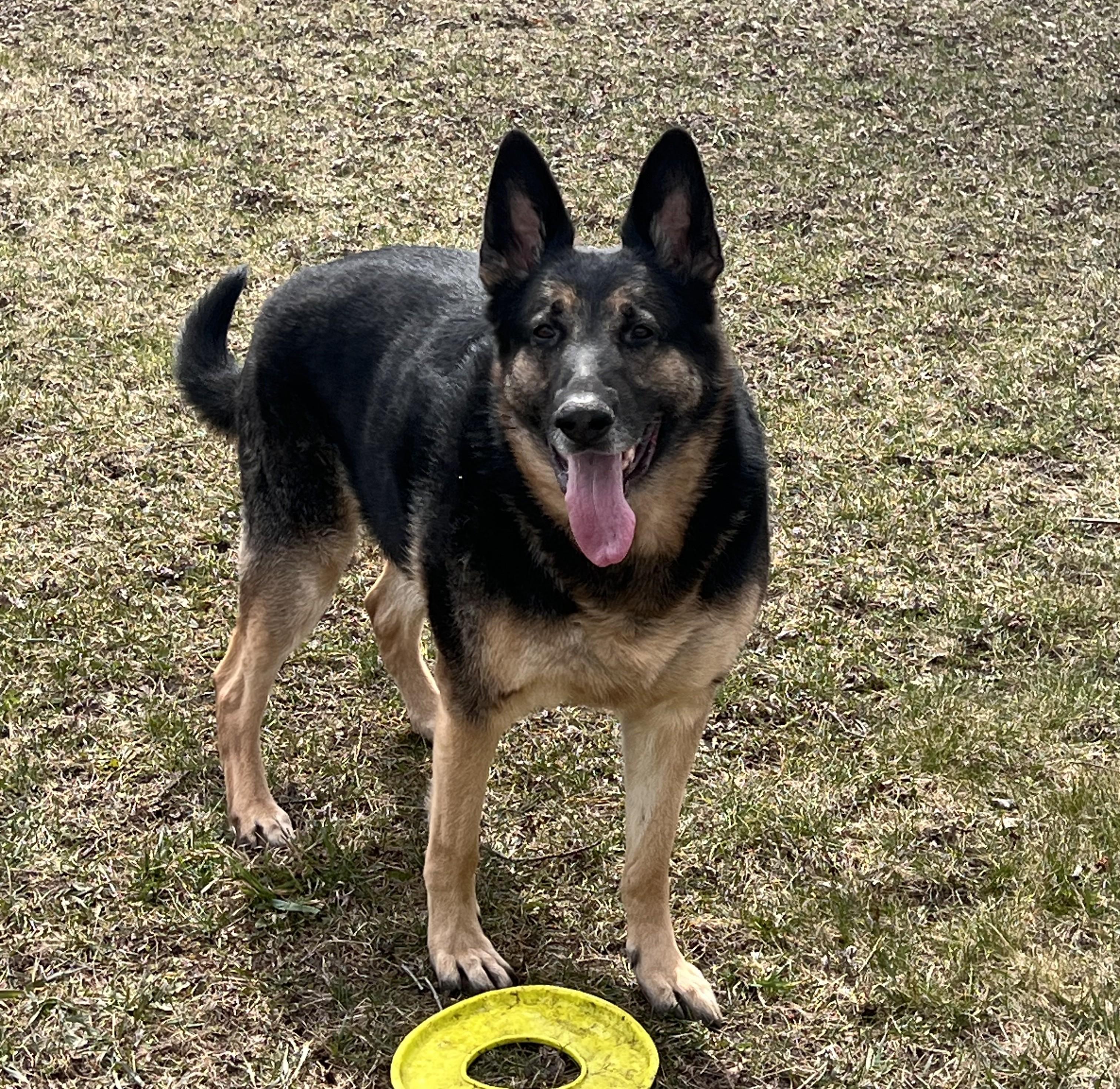 Zuko Courtesy Listing, ADOPTABLE, Adult Male German Shepherd Dog.