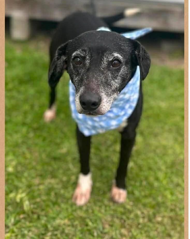 Cooper, adopted, Senior Male Mixed Breed & Hound.