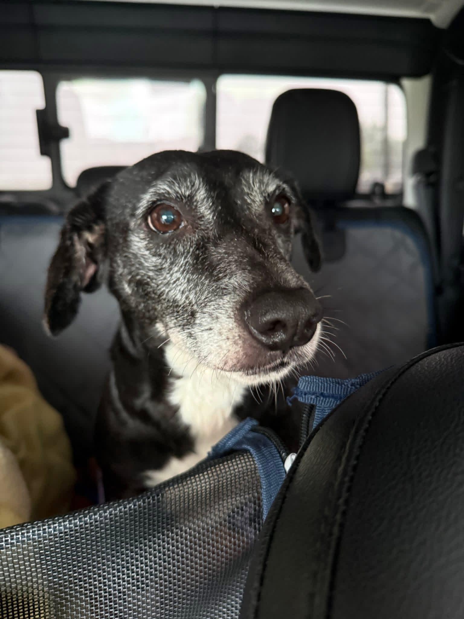 Cooper, ADOPTABLE, Senior Male Mixed Breed & Whippet.