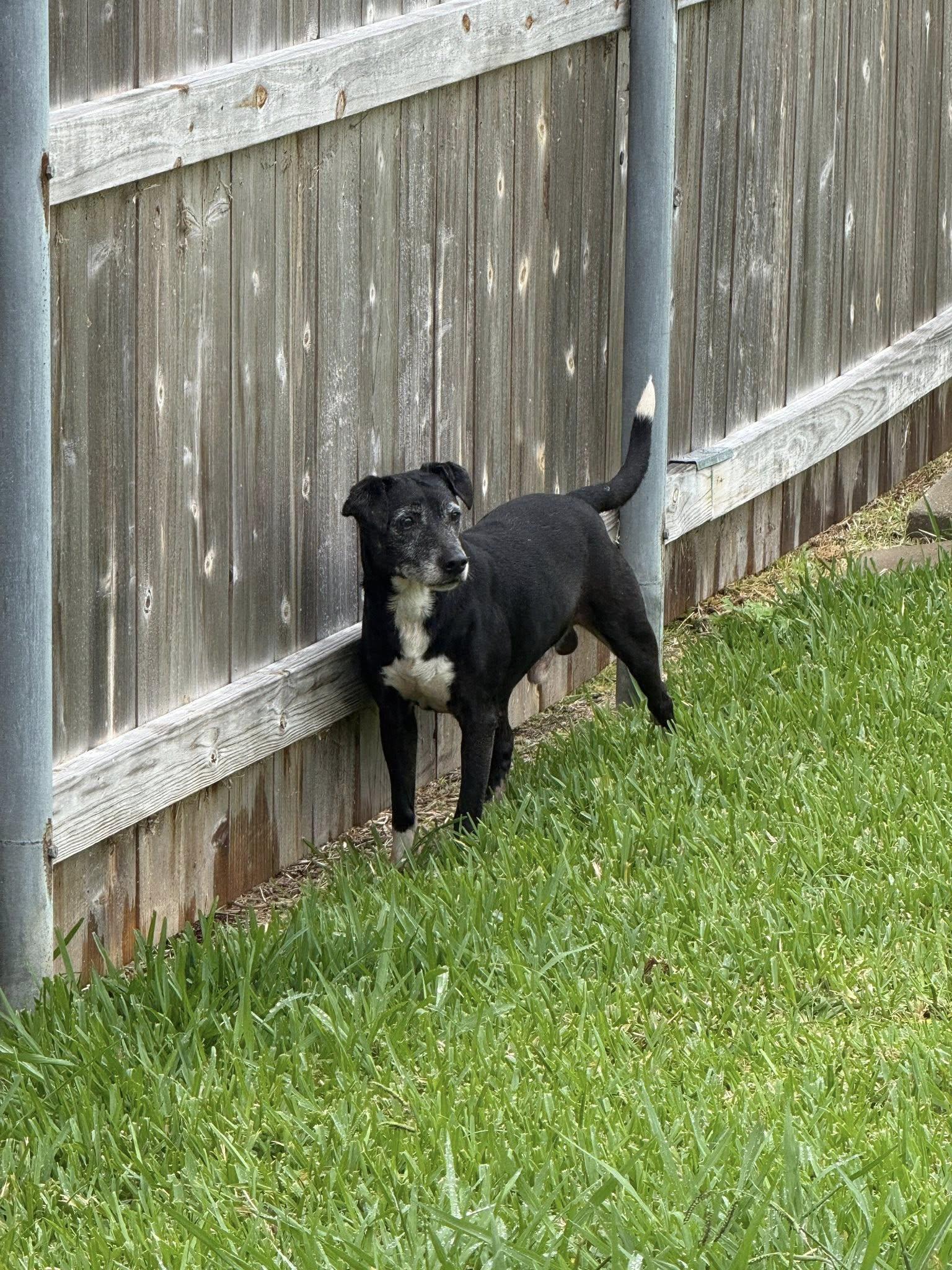 Cooper, a ADOPTABLE mixed breed in North Berwick, ME image 2/2