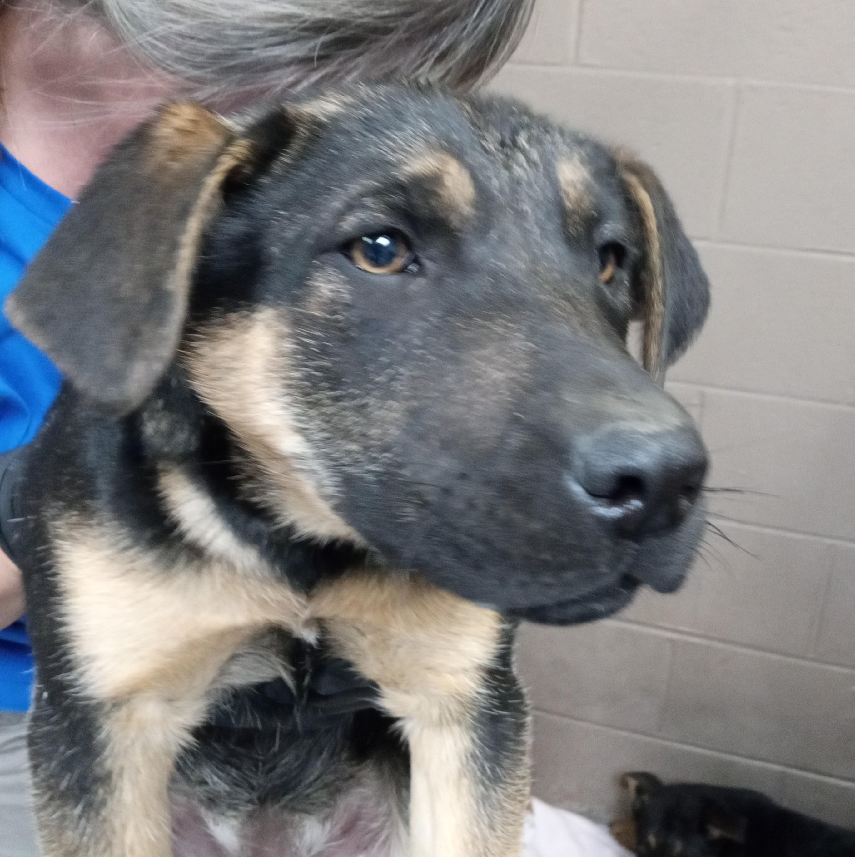 Enlarge Daisy, an adopted mixed breed in Maynardville, TN image 1/1