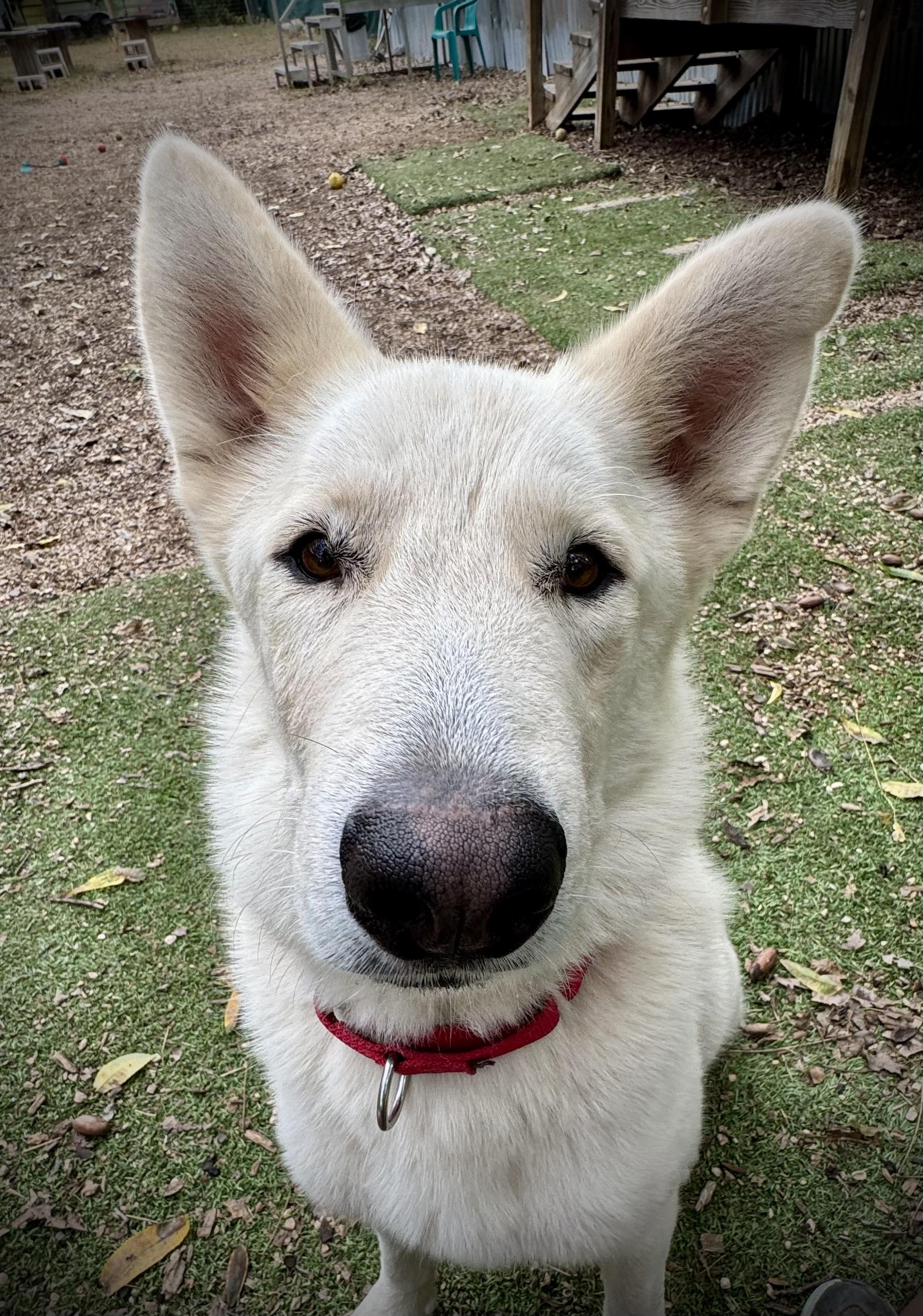 "Mack", ADOPTABLE, Adult Male German Shepherd Dog & Husky.