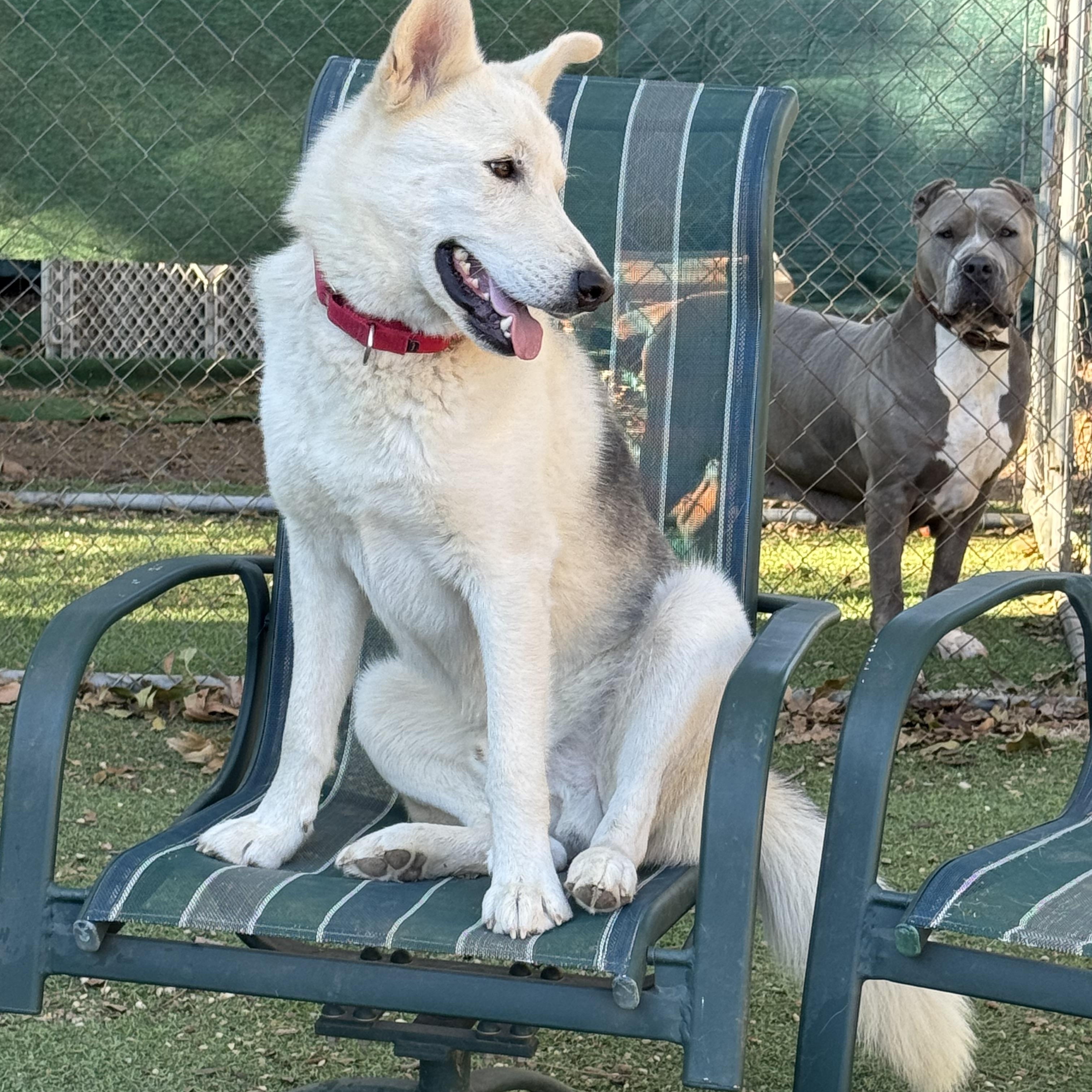 "Mack", a ADOPTABLE mixed breed in Kerrville, TX image 2/4