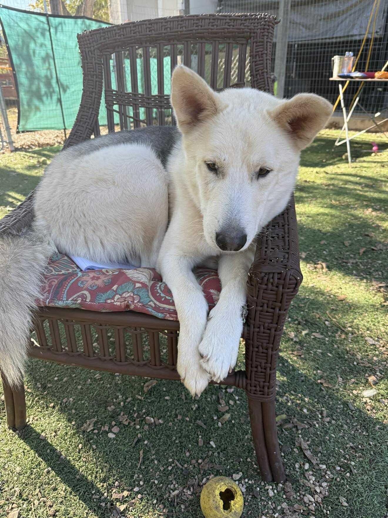 "Mack", a ADOPTABLE mixed breed in Kerrville, TX image 3/4