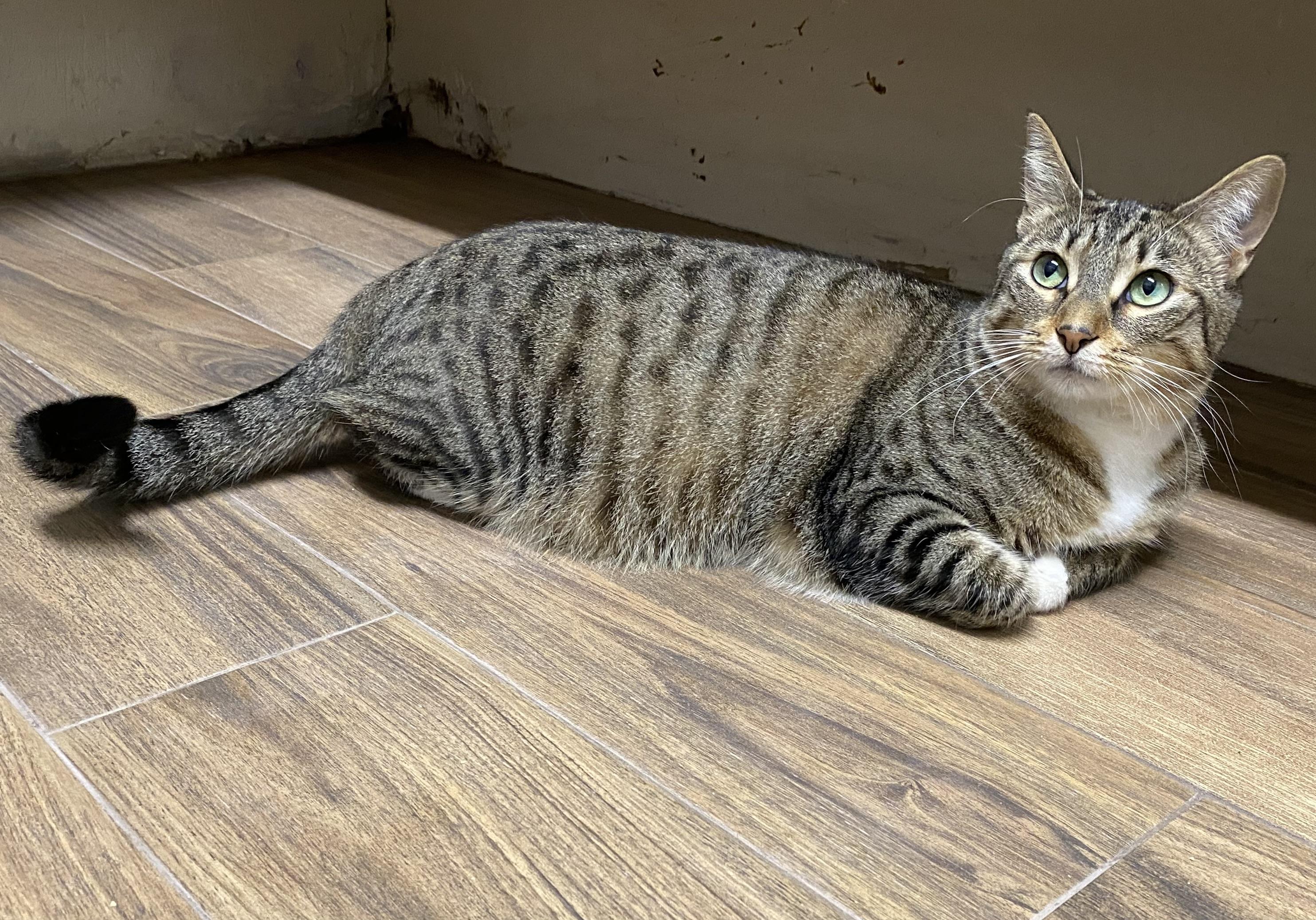 Bidi (very friendly), a ADOPTABLE Domestic Short Hair in Los Angeles, CA image 5/5