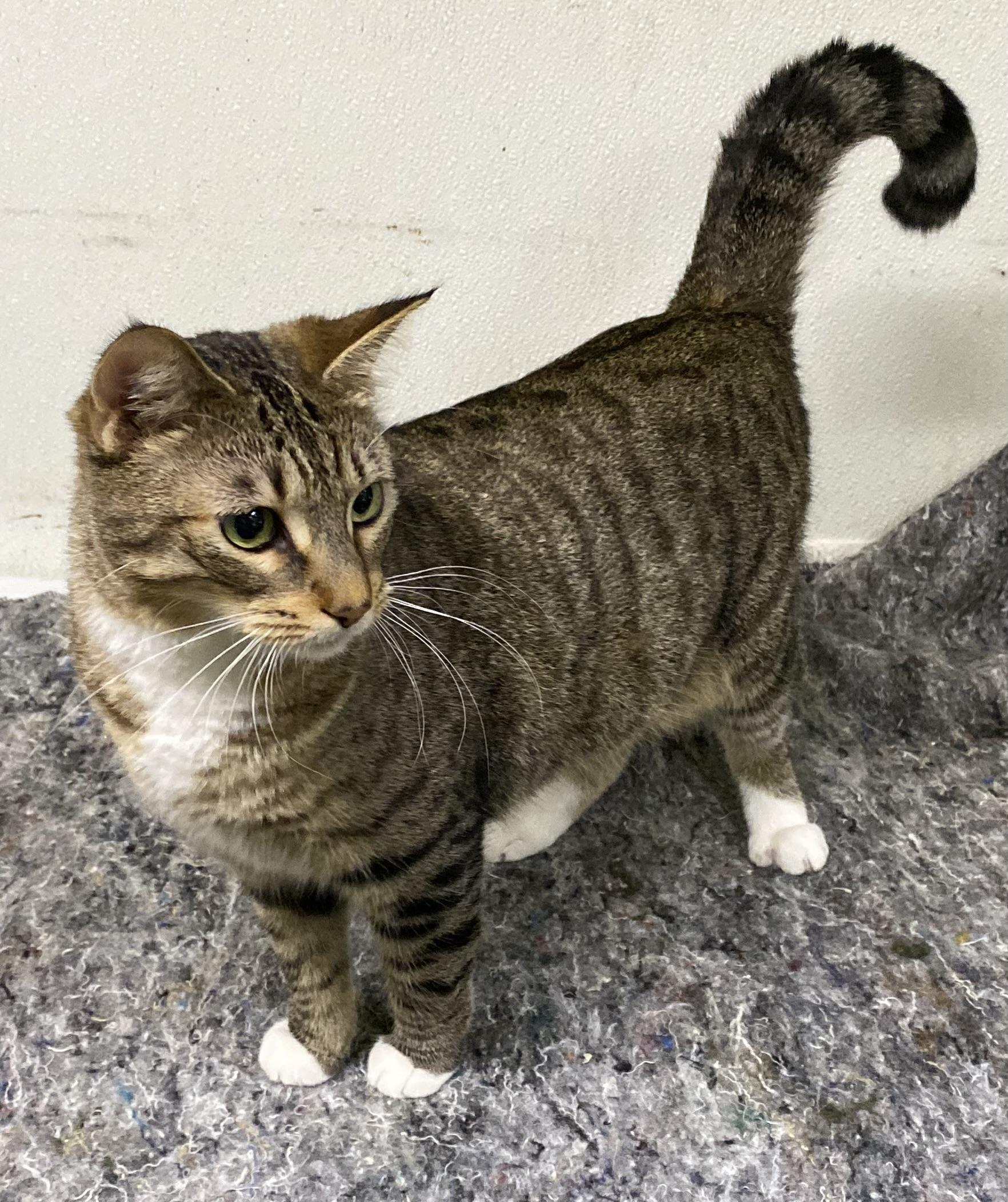 Enlarge Bidi (very friendly), a ADOPTABLE Domestic Short Hair in Los Angeles, CA image 3/4