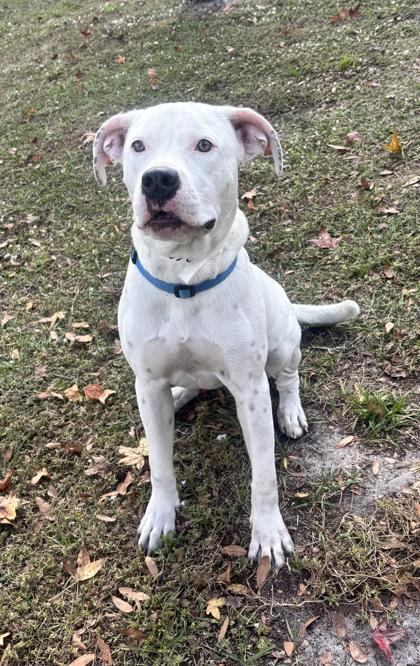 Lou, Adoptable, Young Male Mixed Breed & Mixed Breed.