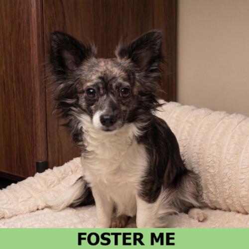Sake, a Adoptable Mixed Breed in Hailey, ID image 1/4