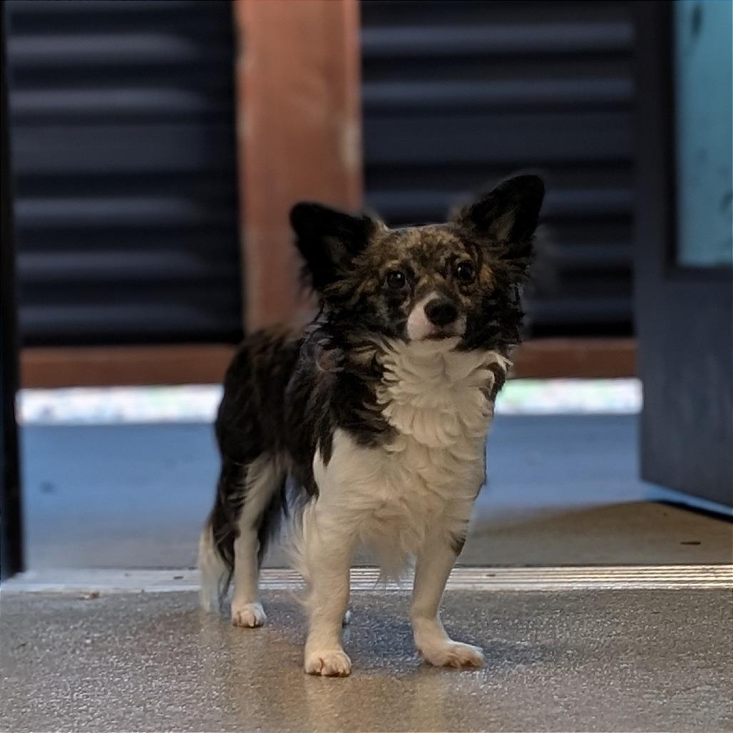 Sake, Adoptable, Adult Male Mixed Breed.