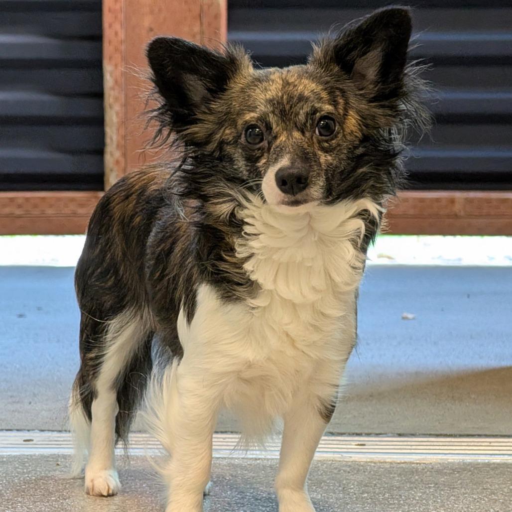 Sake, a Adoptable Mixed Breed in Hailey, ID image 3/4