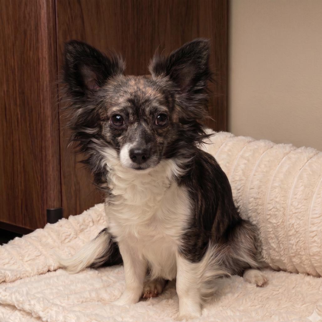 Sake, a Adoptable Mixed Breed in Hailey, ID image 4/4