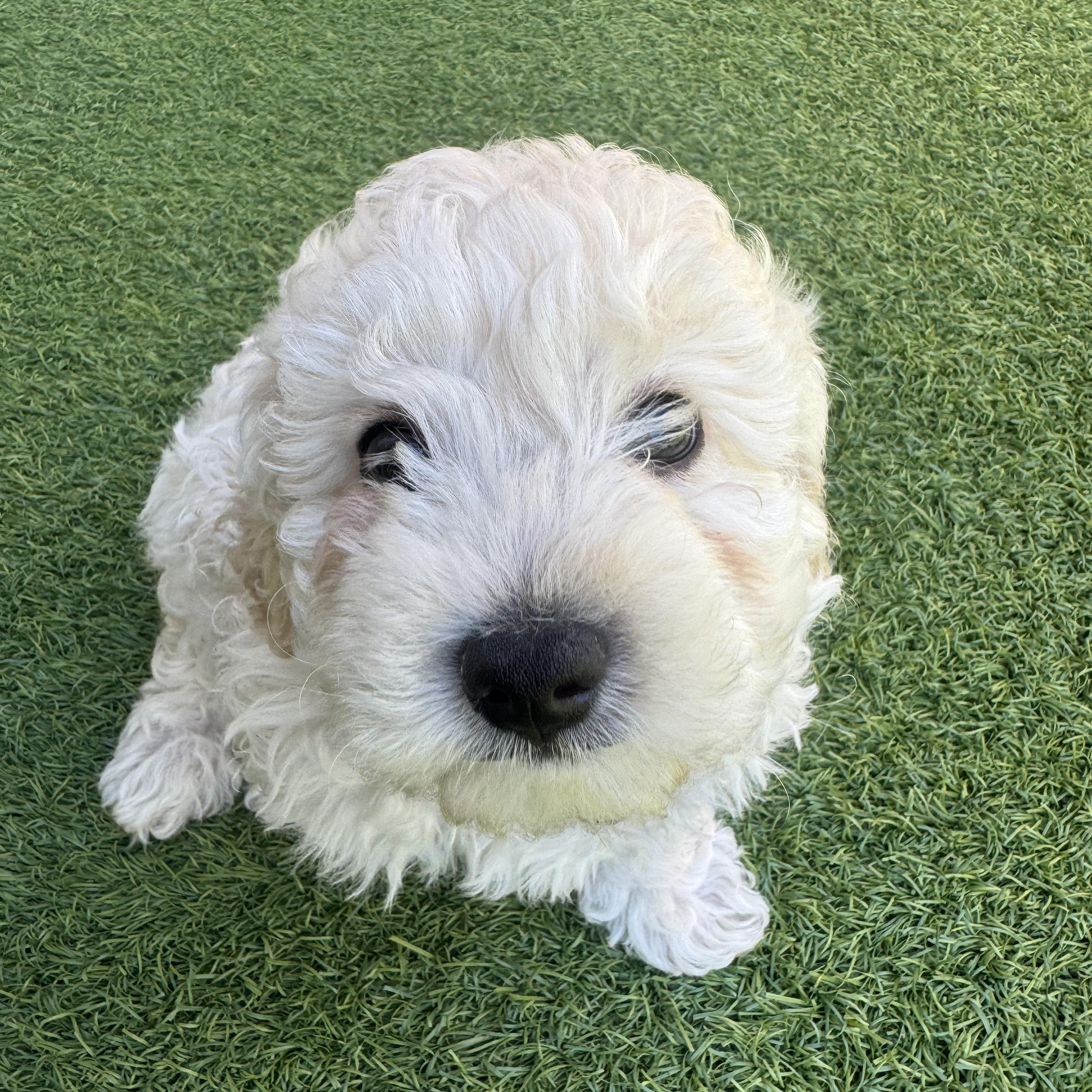 Ernie, adopted, Puppy Male Maltipoo.