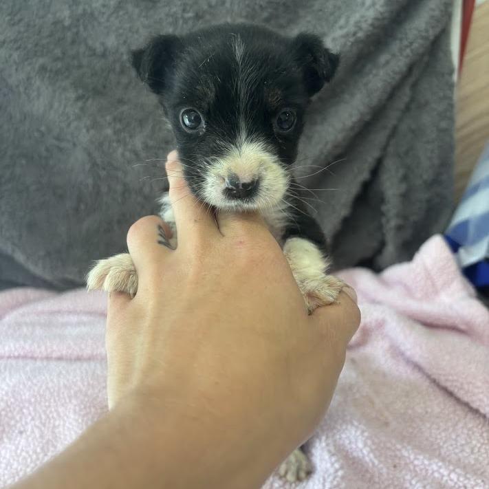 Delulu, Adoptable, Puppy Female Labrador Retriever & Mixed Breed.