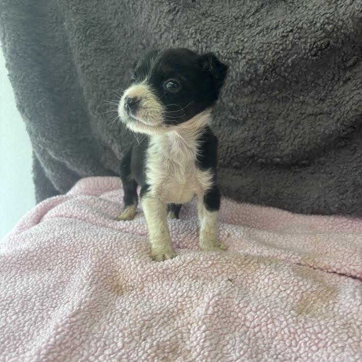 Enlarge Delulu, a Adoptable mixed breed in North Charleston, SC image 2/5