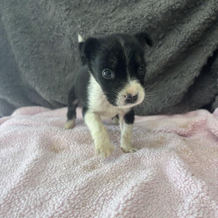 Enlarge Delulu, a Adoptable mixed breed in North Charleston, SC image 5/5