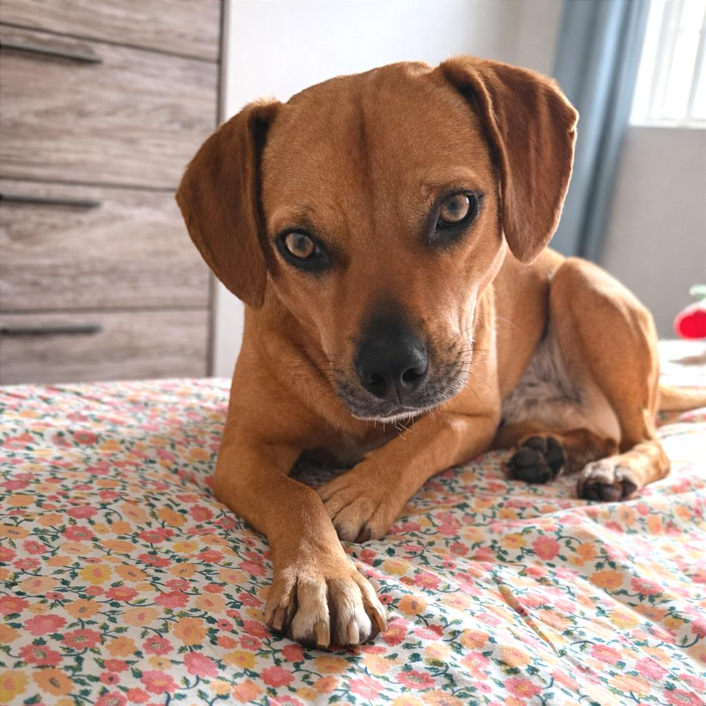 Rocky, Adoptable, Adult Male Terrier & Mixed Breed.