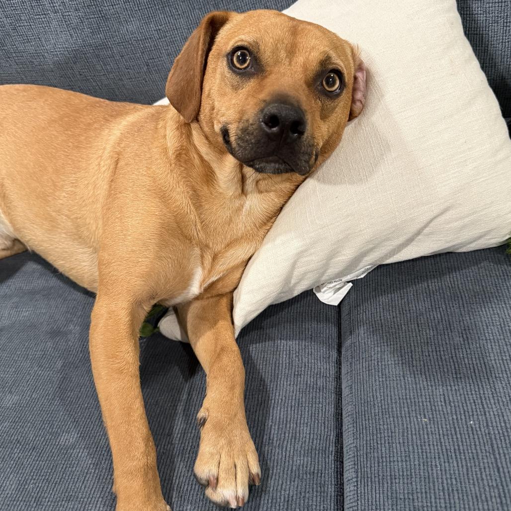Enlarge Rocky, a Adoptable mixed breed in San Diego, CA image 2/6