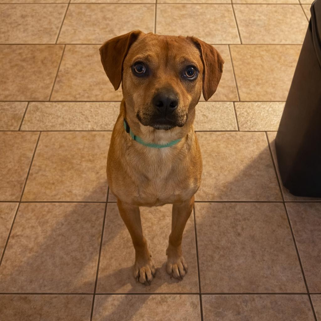 Enlarge Rocky, a Adoptable mixed breed in San Diego, CA image 3/6