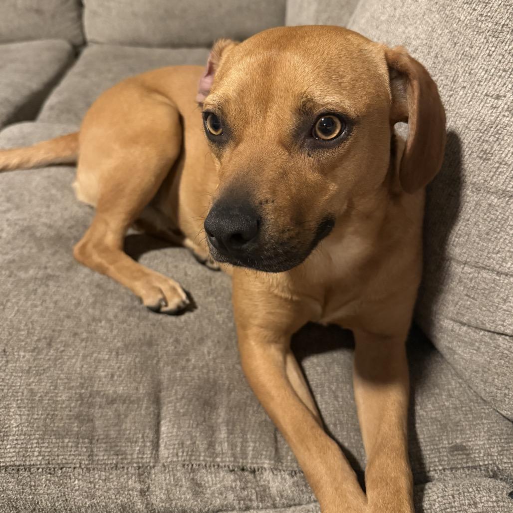 Enlarge Rocky, a Adoptable mixed breed in San Diego, CA image 5/6