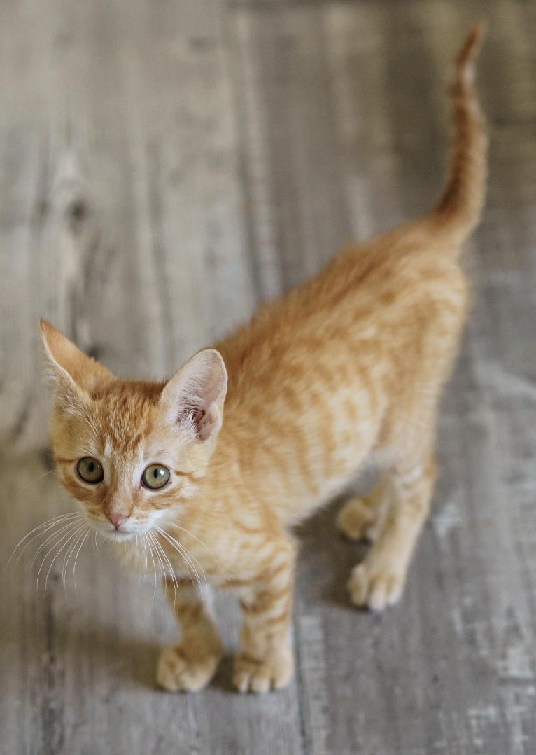 Scottie, an adopted Tabby in Marble Falls, TX image 3/4