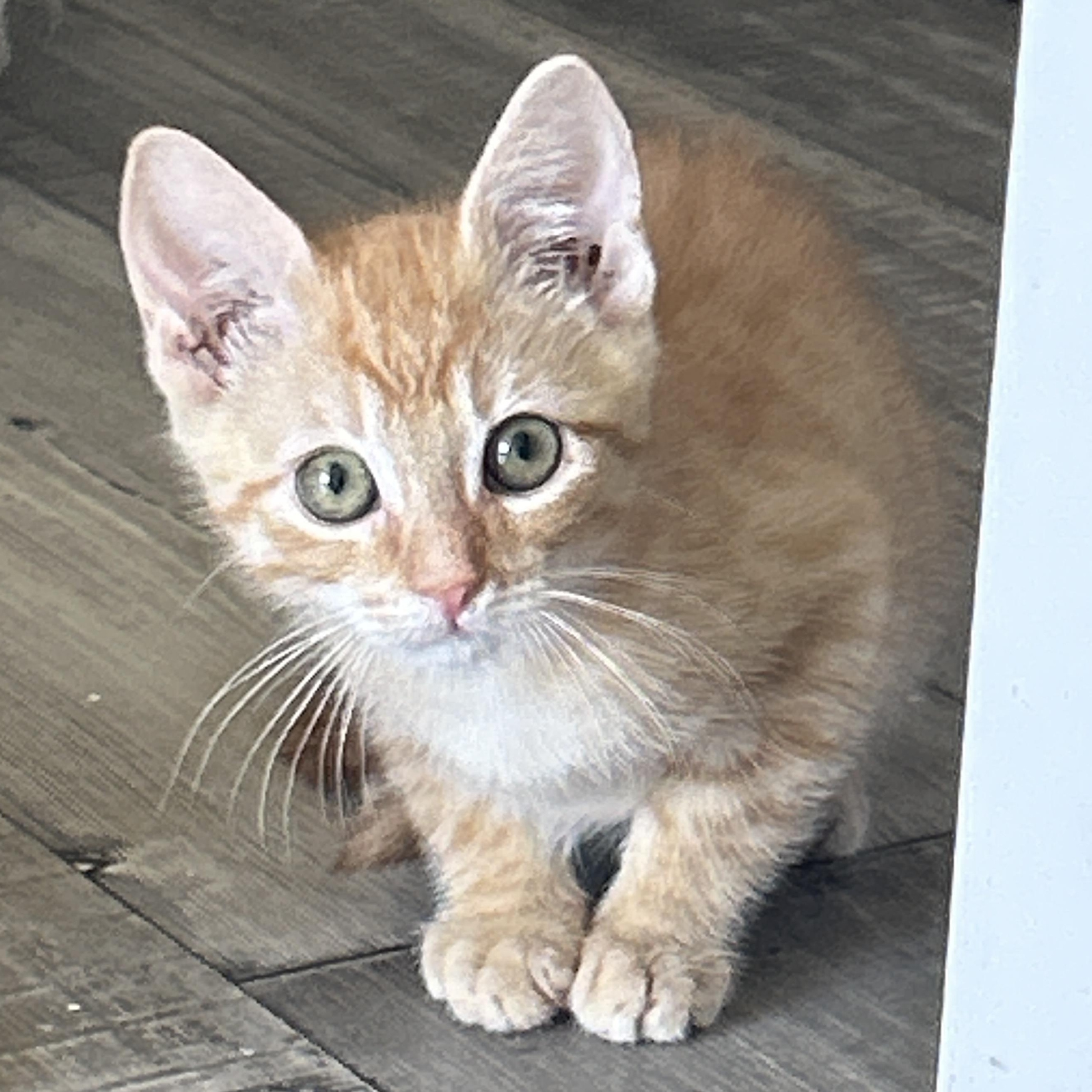 Scottie, an adopted Tabby in Marble Falls, TX image 4/4