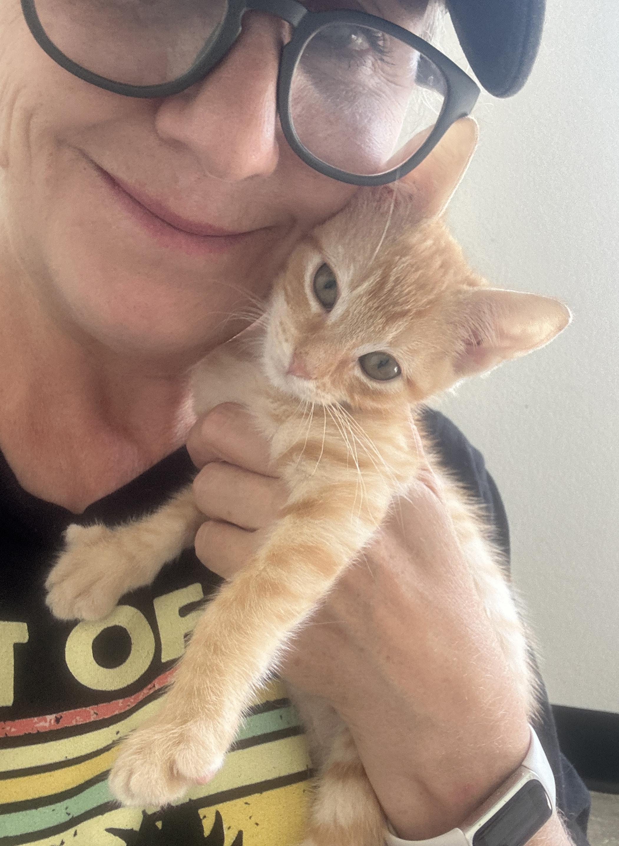 Scottie, adopted, Kitten Male Tabby.