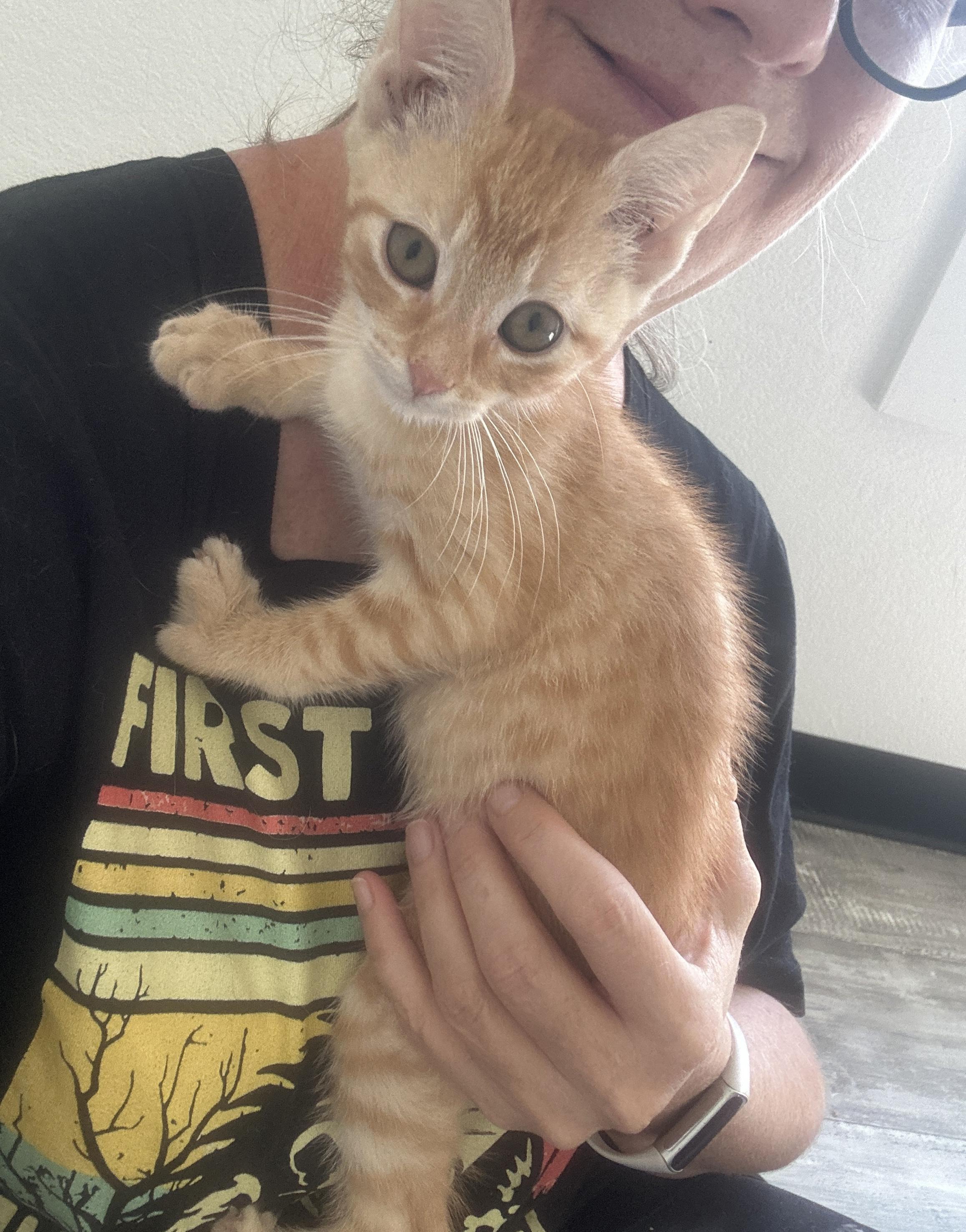 Scottie, an adopted Tabby in Marble Falls, TX image 2/4