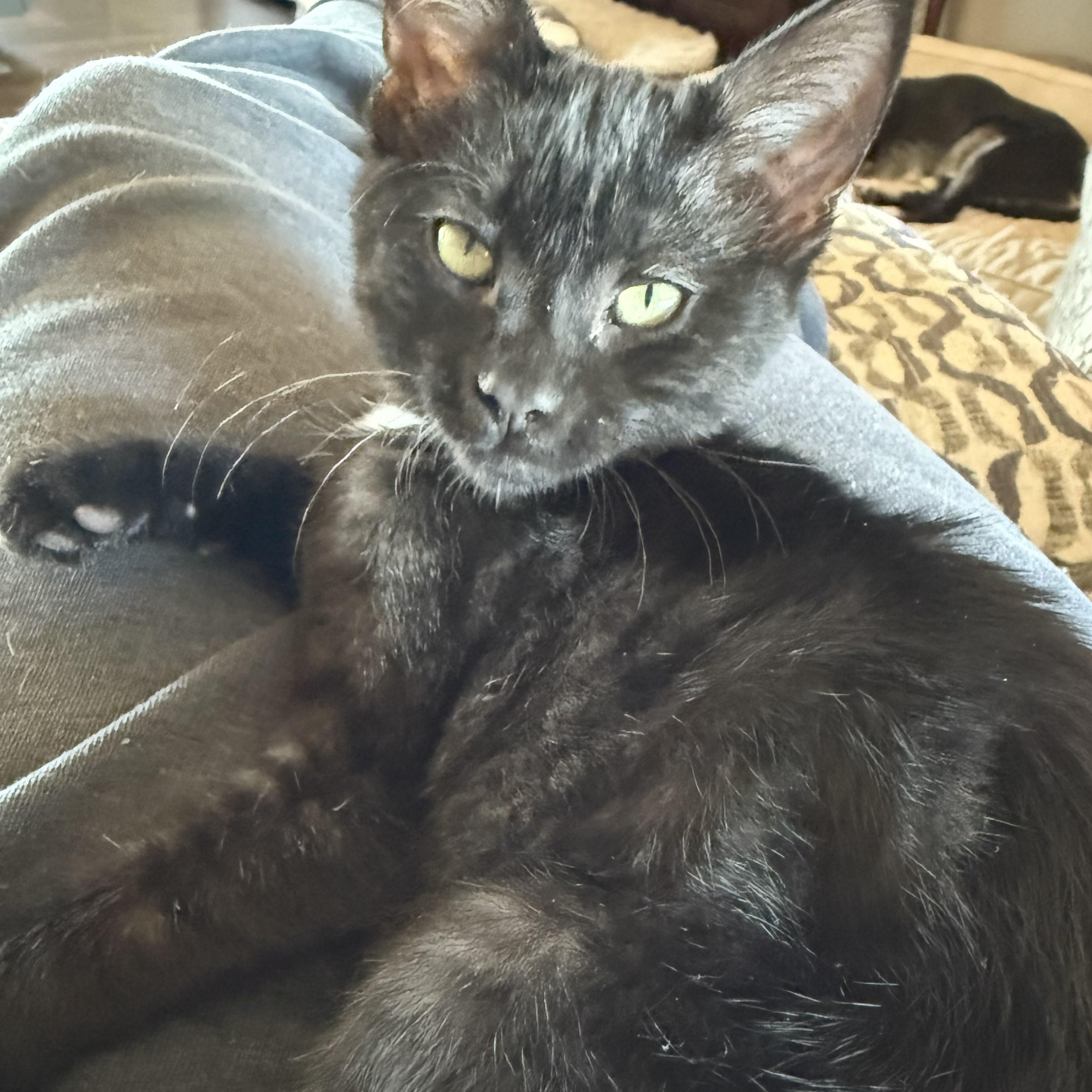 Cinder, an adoptable Domestic Short Hair in Dickinson, ND, 58601 | Photo Image 1