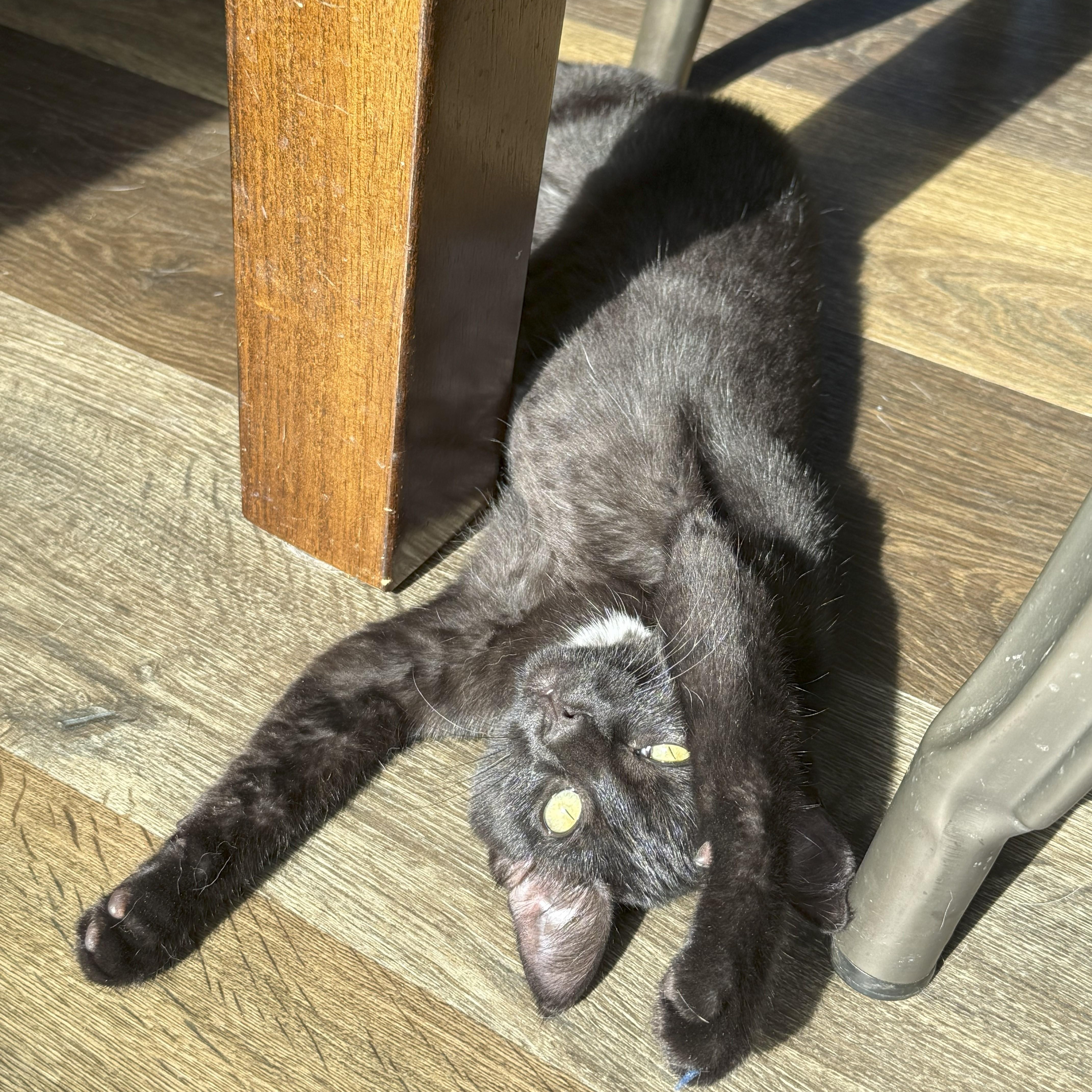 Cinder, an adoptable Domestic Short Hair in Dickinson, ND, 58601 | Photo Image 2