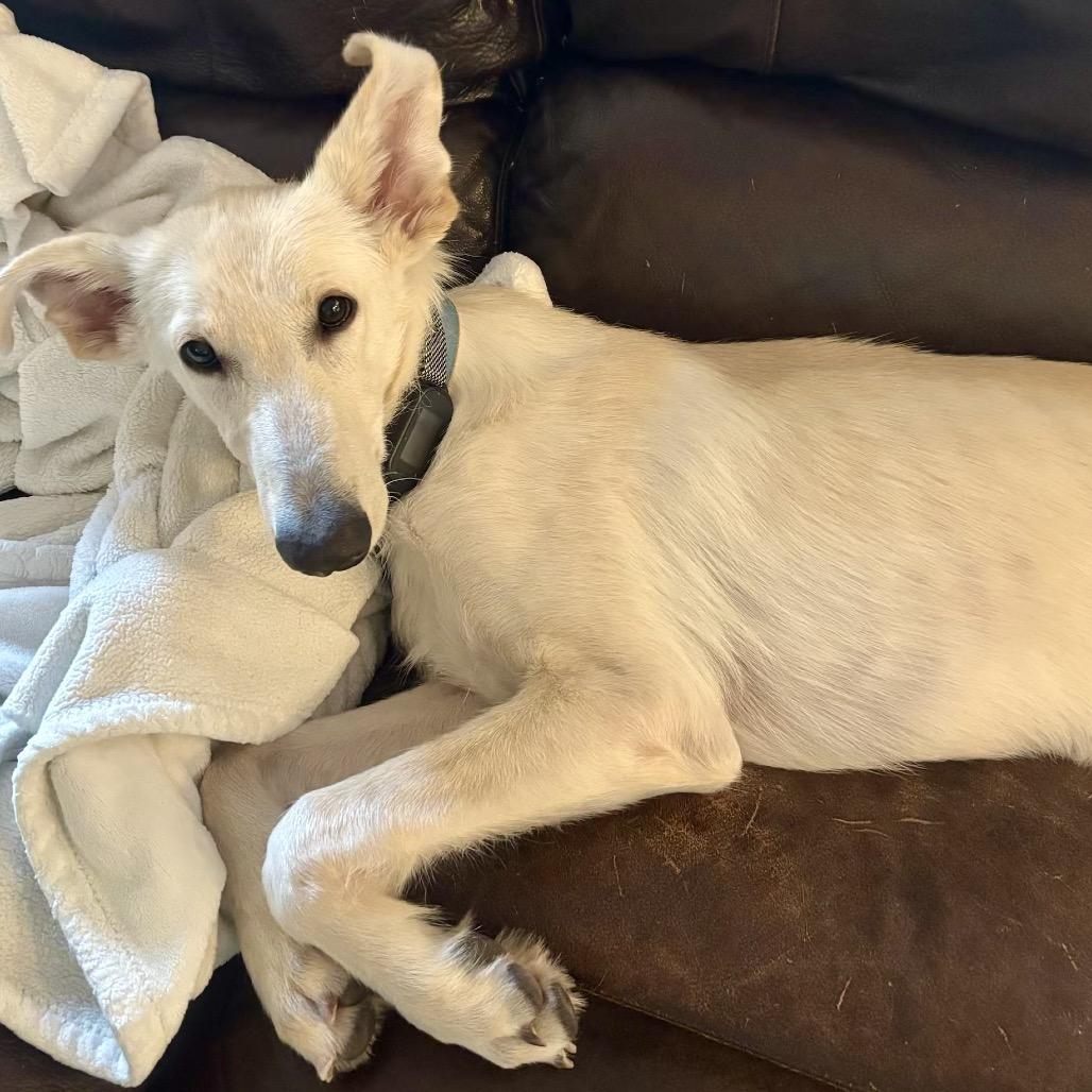 Greg aka Buddy, Adoptable, Young Male Saluki & Whippet.