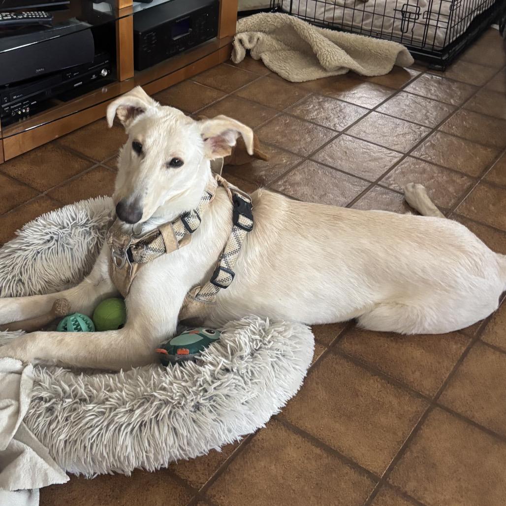 Enlarge Greg aka Buddy, a Adoptable mixed breed in San Diego, CA image 5/6