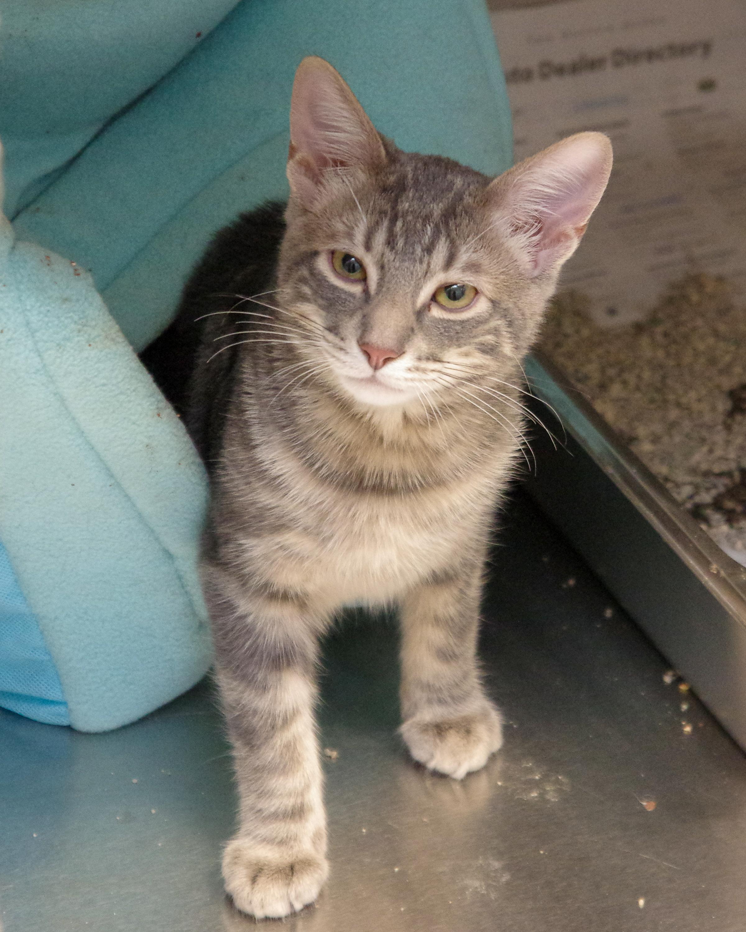 Blink, adopted, Kitten Male American Shorthair.