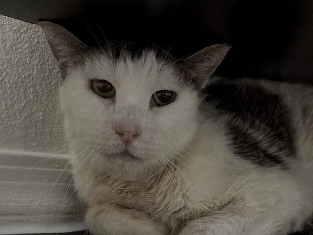 Enlarge TYPO*, a Adoptable Domestic Short Hair in Tucson, AZ image 1/1