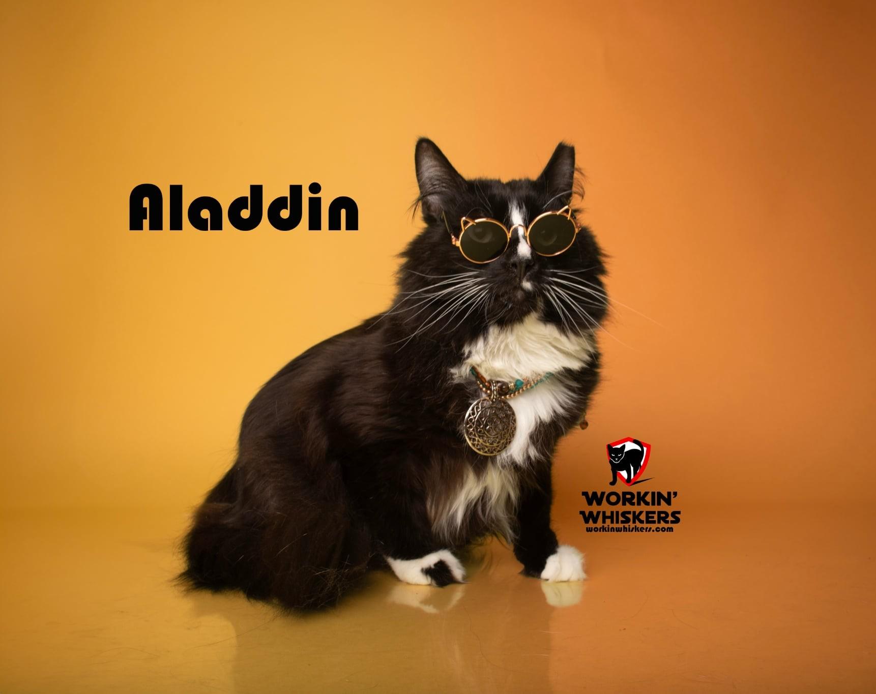 ALADDIN, a Adoptable mixed breed in HEMET, CA image 1/4