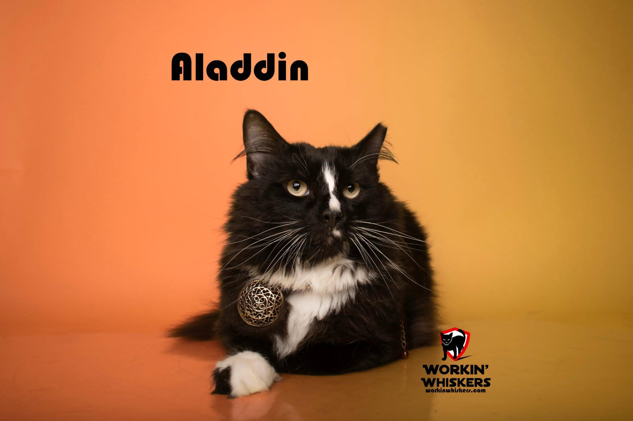 ALADDIN, a Adoptable mixed breed in HEMET, CA image 3/4