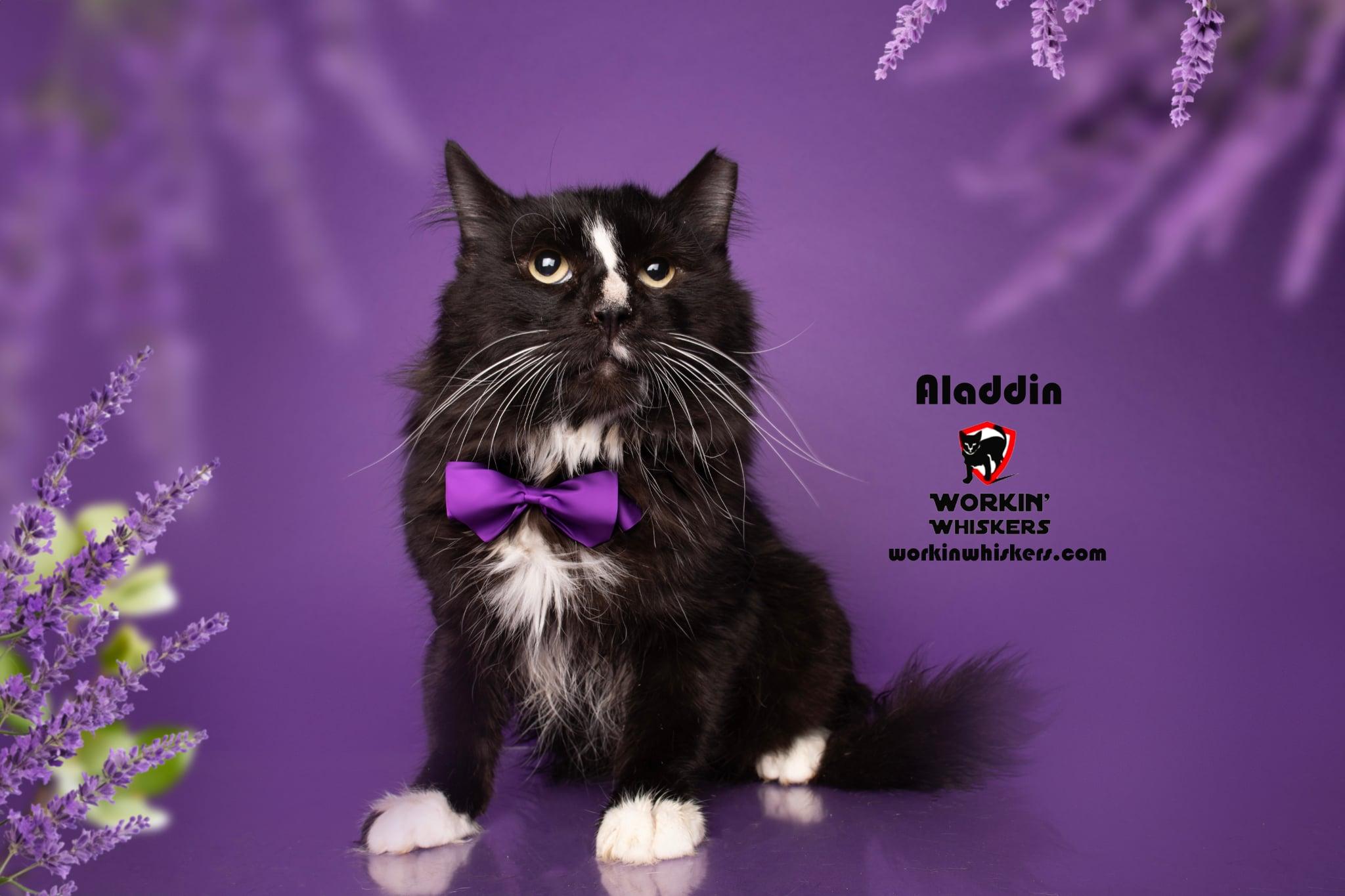 ALADDIN, a Adoptable mixed breed in HEMET, CA image 4/4