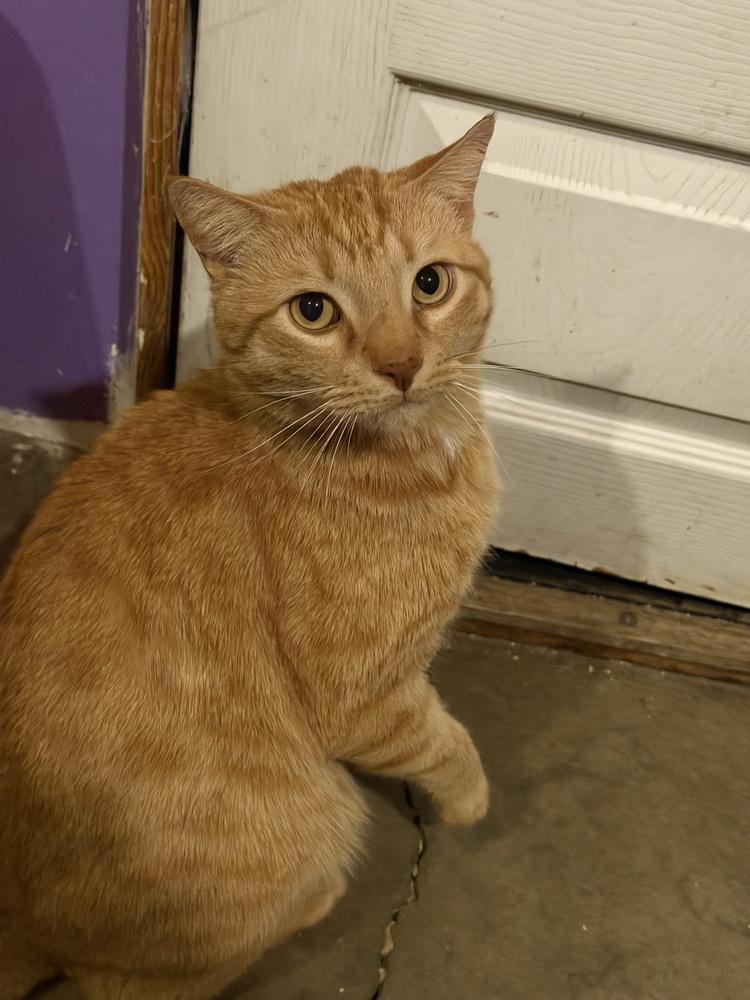 Enlarge Chungus, a Adoptable mixed breed in Lafayette, CO image 1/2