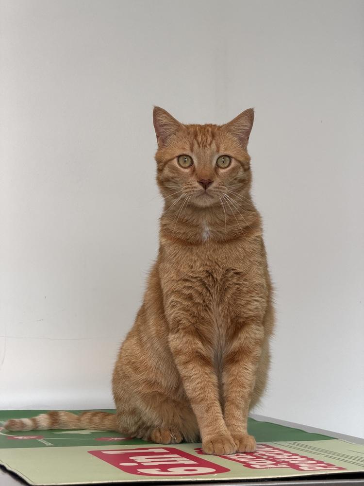 Chungus, Adoptable, Adult Male Domestic Short Hair.