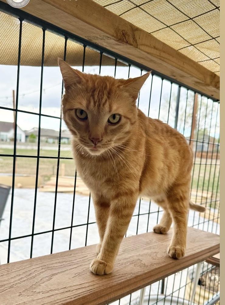 Enlarge Chungus, a Adoptable mixed breed in Lafayette, CO image 2/3