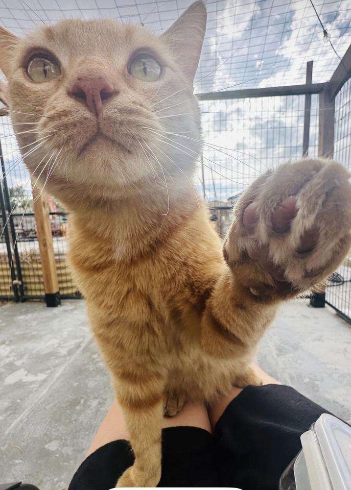Enlarge Chungus, a Adoptable mixed breed in Lafayette, CO image 3/3