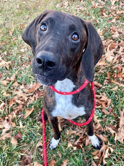 PURTY, Adoptable, Young Female Plott Hound.