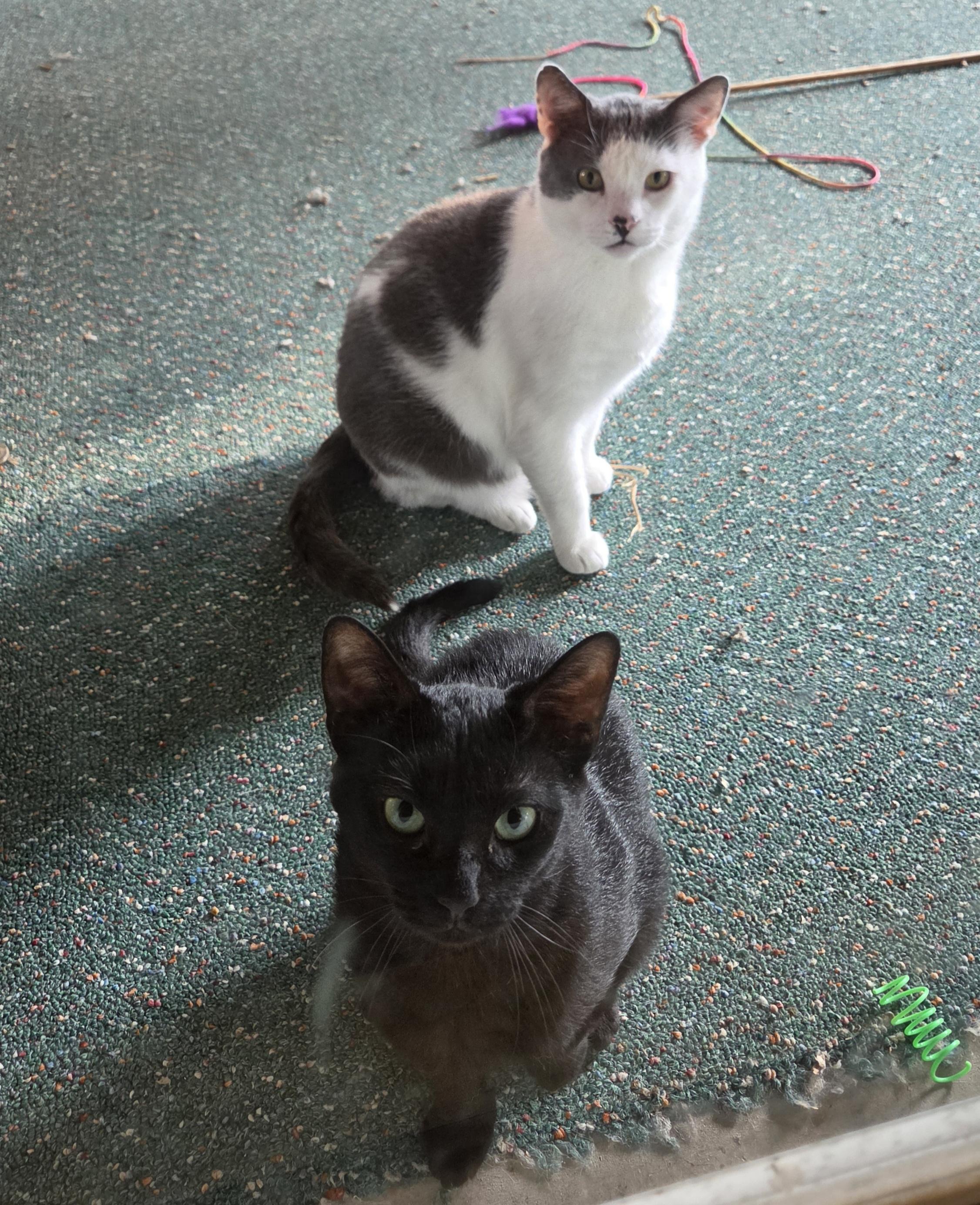 Enlarge Noir, a Adoptable Domestic Short Hair in Syracuse, NY image 4/5