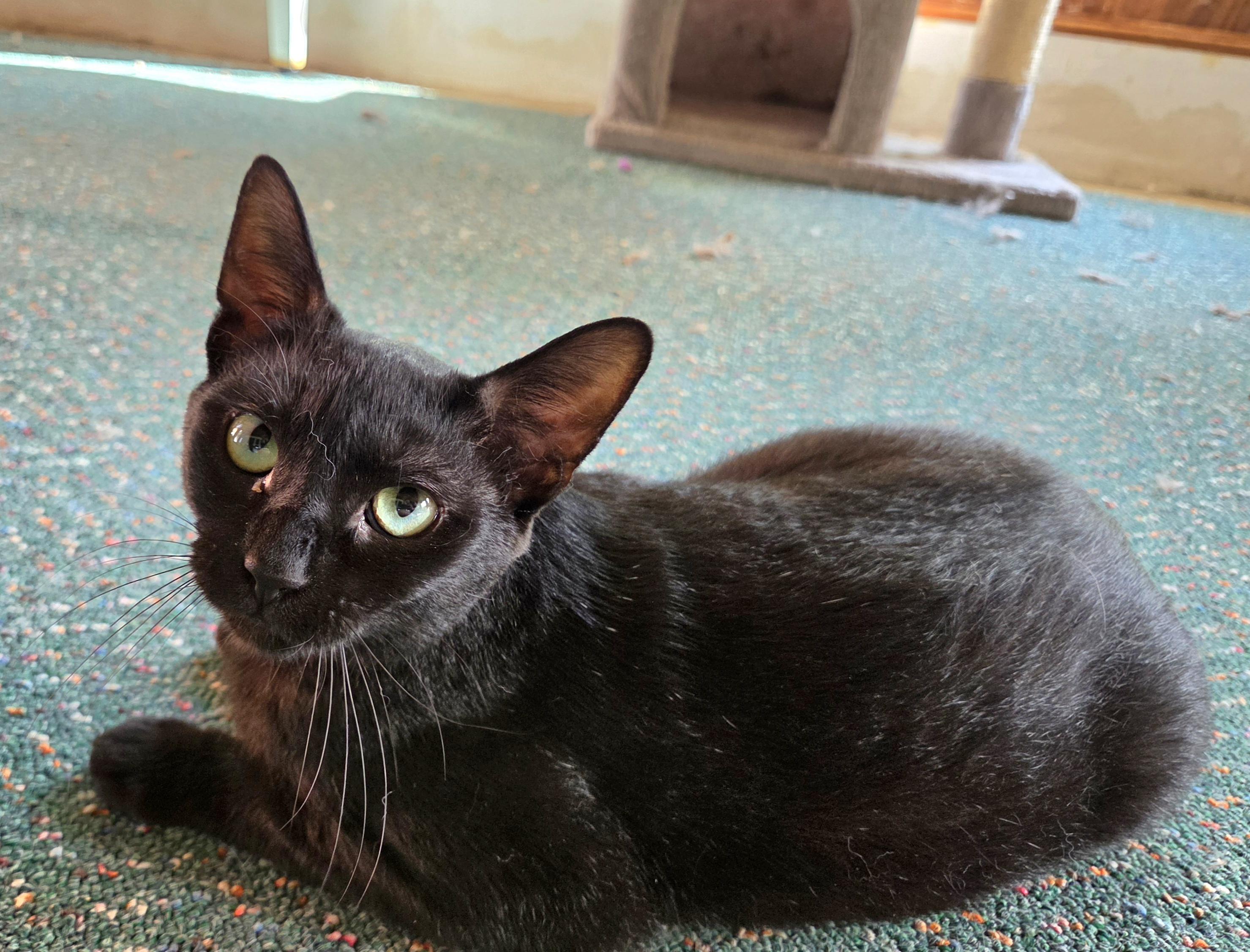 Enlarge Noir, a Adoptable Domestic Short Hair in Syracuse, NY image 3/5